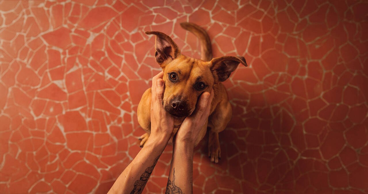 Overhead shot of tattooed hands cradling the face of a tan dog looking up from a red cracked-tile floor