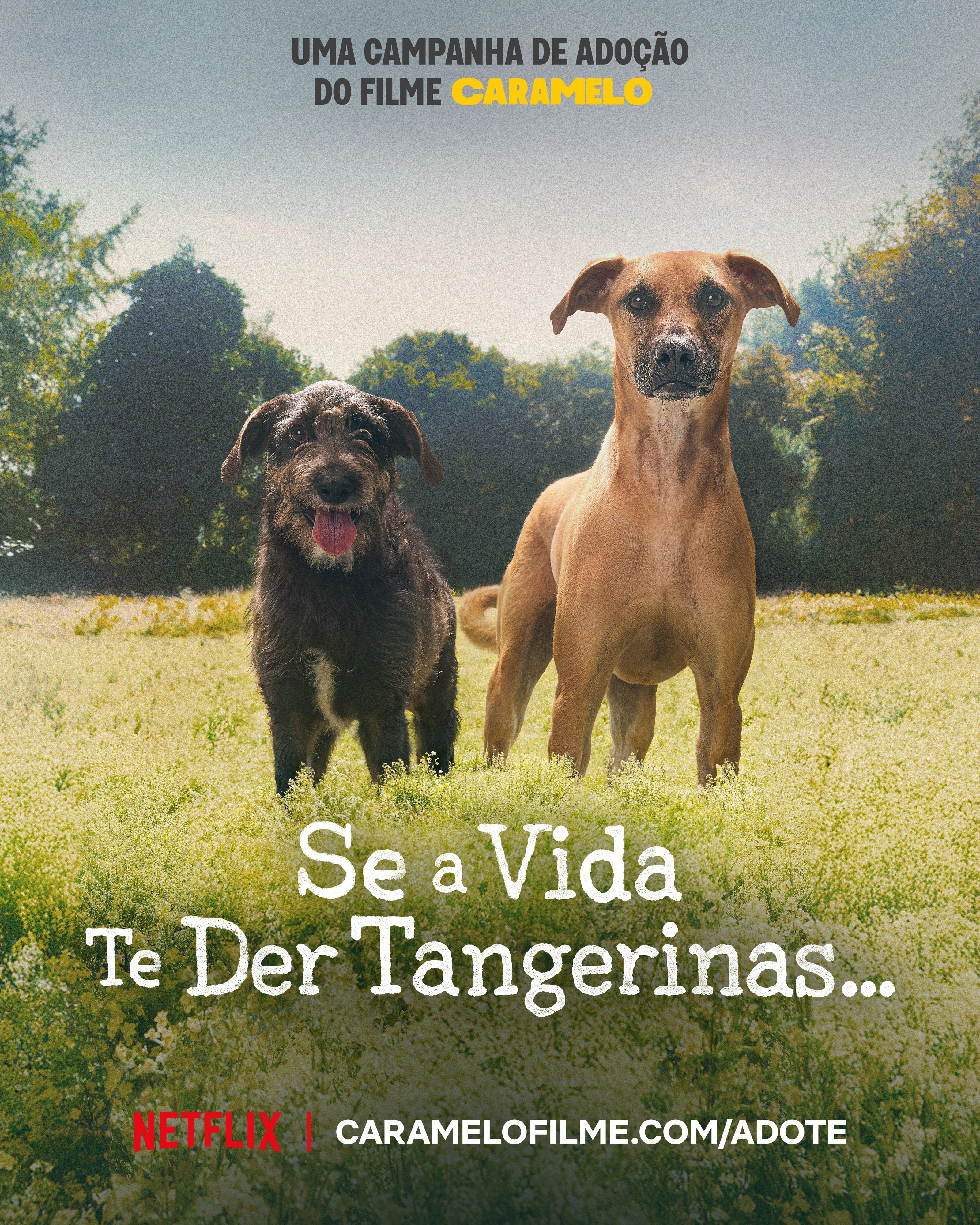 Caramelo adoption poster parodying "Se a Vida Te Der Tangerinas": two dogs stand in a sunny flowering meadow